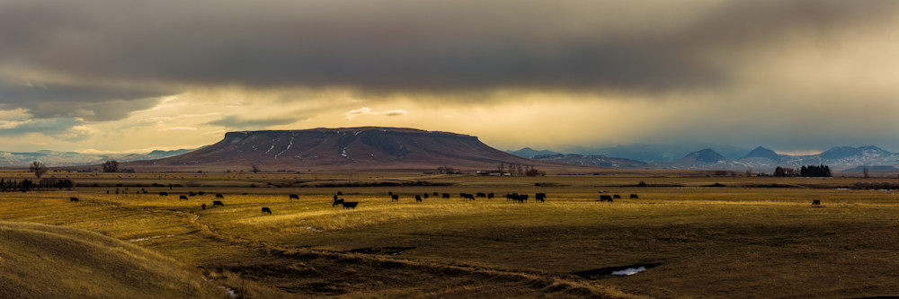 Cattle Below Square Butte Photography Art | Mark LaRowe Photography