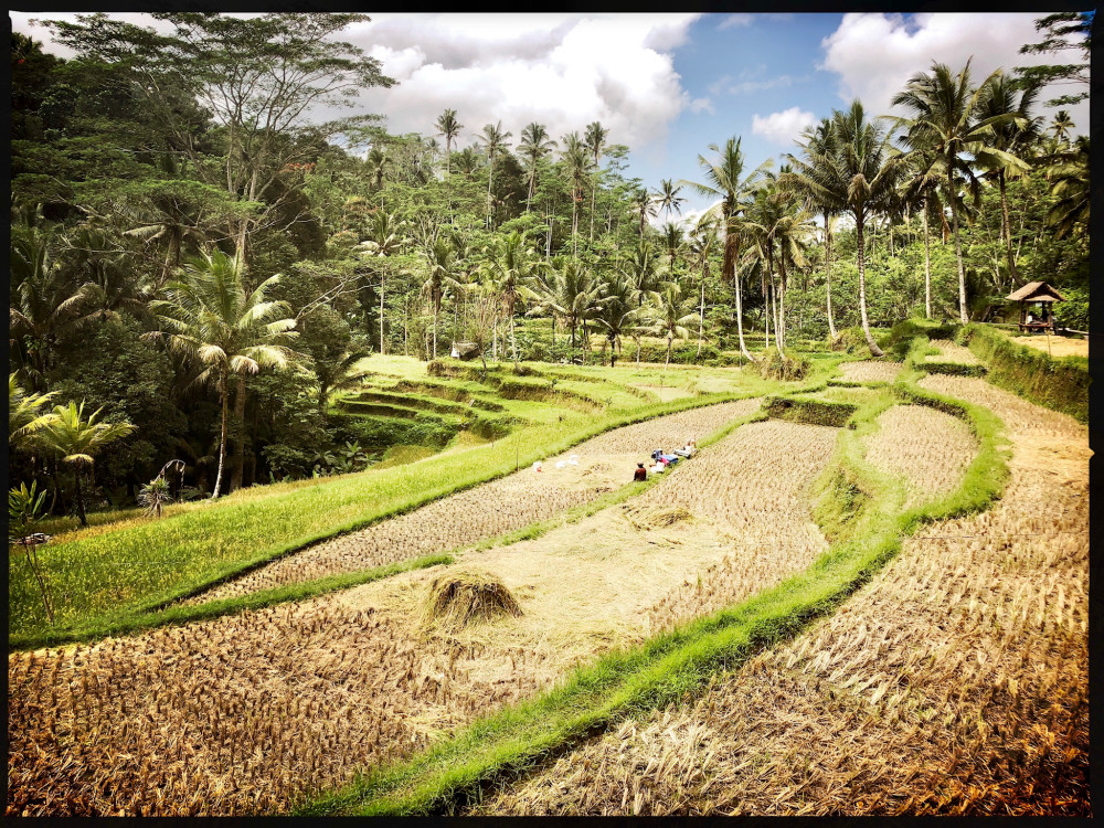 Bali Rice Field 1 Of 2 Photography Art | Nathan Murray Photography 