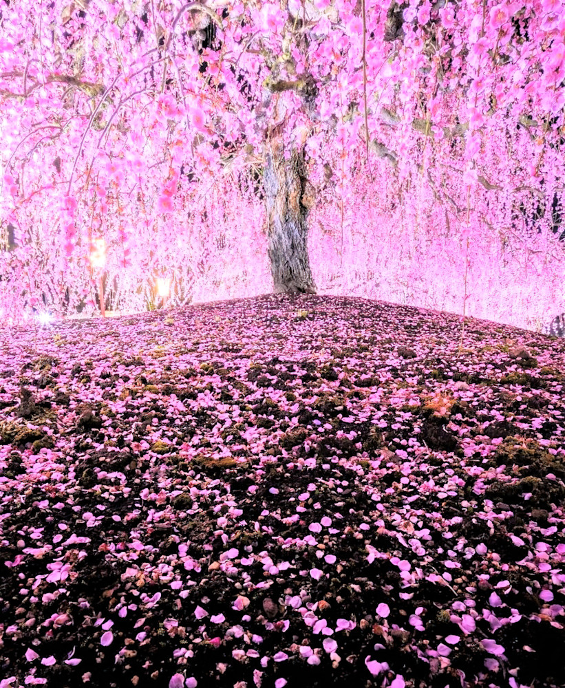 Nature 4088 Cherry Blossom Mie Prefecture Japan Art | Francine Warren Art