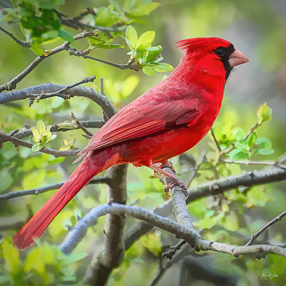 Springtime Cardinal Photography Art | Ken Wiele Photography
