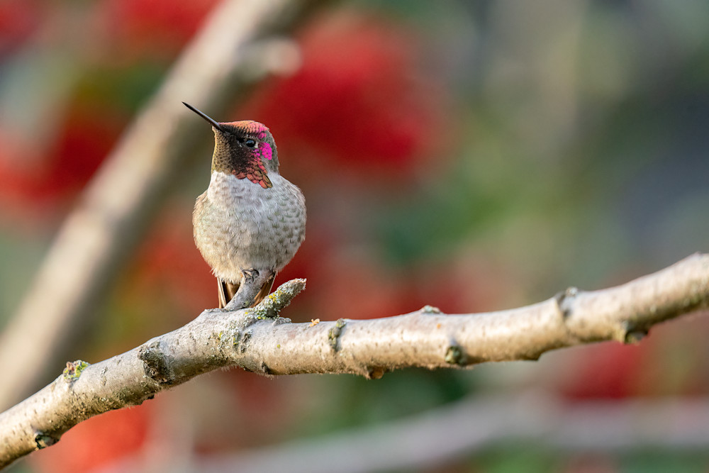 male annas hummingbird in springtime