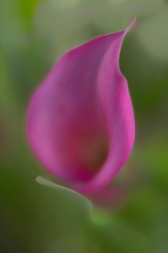 Flowing Magenta Cala Lily Photography Art | Kendall Photography & Fine Art