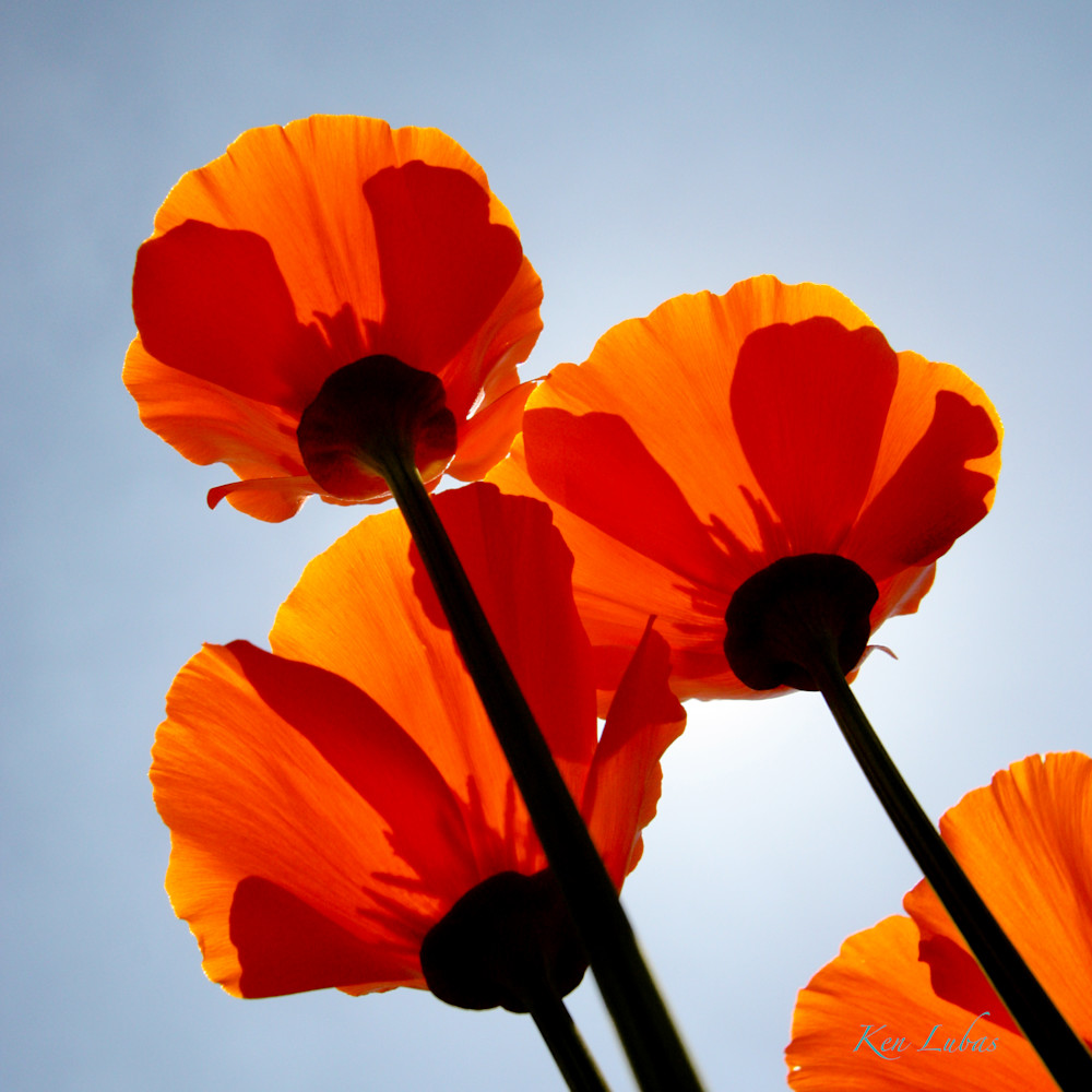 Reaching For The Sun Photography Art | Art Beyond Control