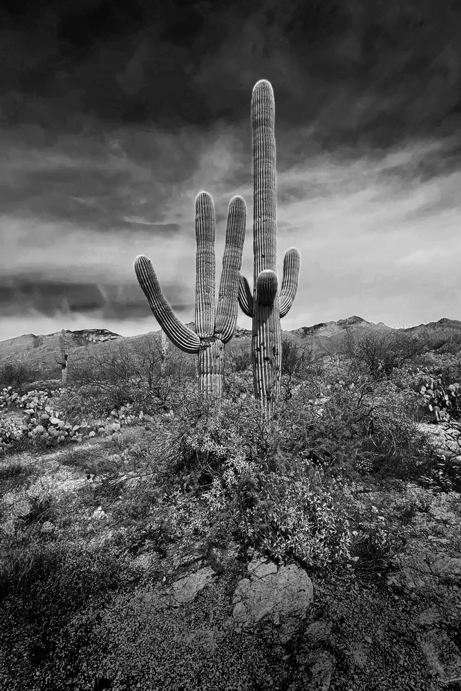 Sahuaro, Tucson Arizona Art | Immortal Concepts Studios