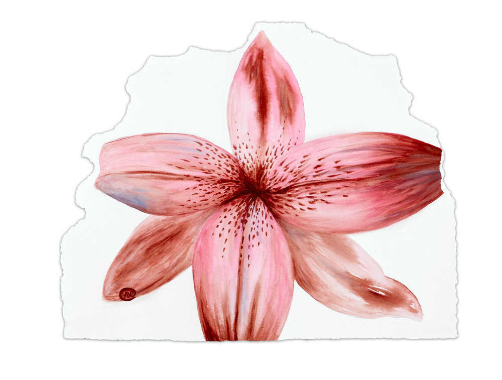 Open Flower Art | Nicole Royer Art