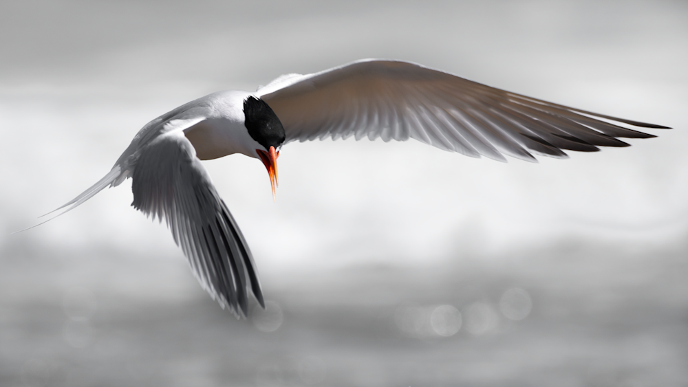 Tern In Flight Photography Art | Kelly Nine Photography