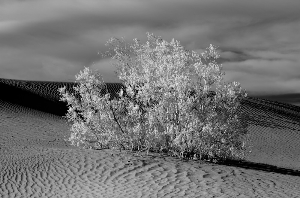 Mesquite Dunes 2 Photography Art | Paula Tremba Photographs LLC