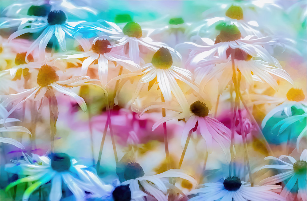 Rainbow Daisies  Art | Life Through My Lens