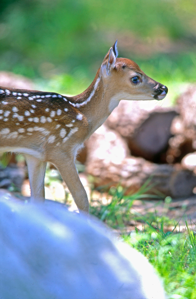 White tailed deer fawn in Central Texas.