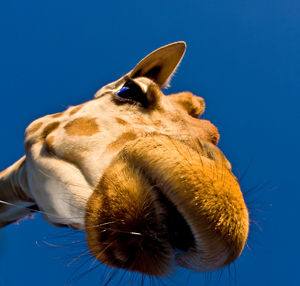 A Giraffe at Fossil Rim Wildlife Center explores the opening of a sunroof.