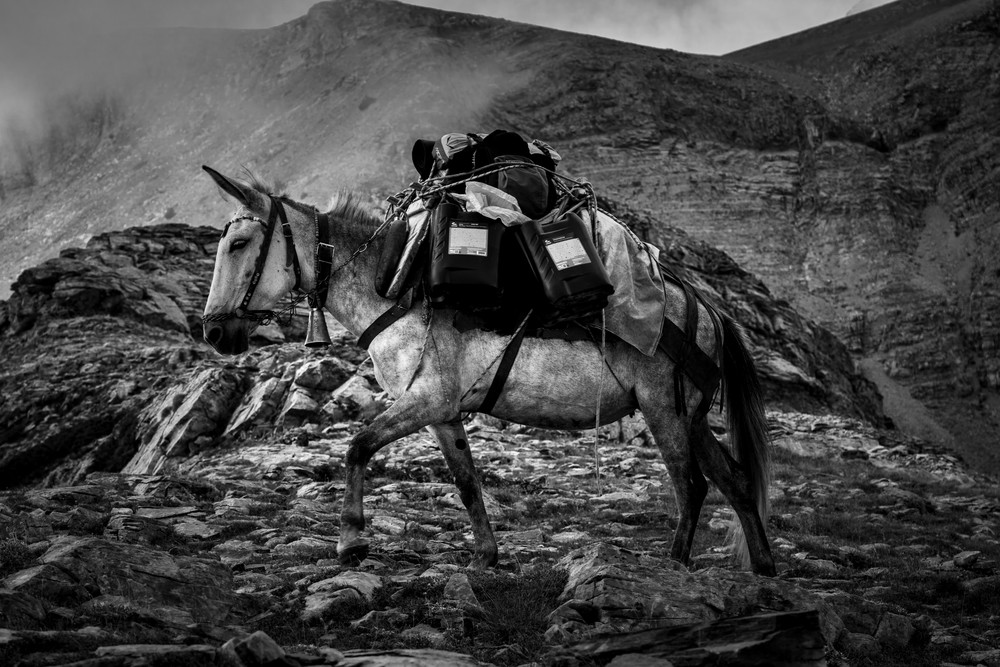 Mule In Olympus Photography Art | Vasilis Moustakas Photography
