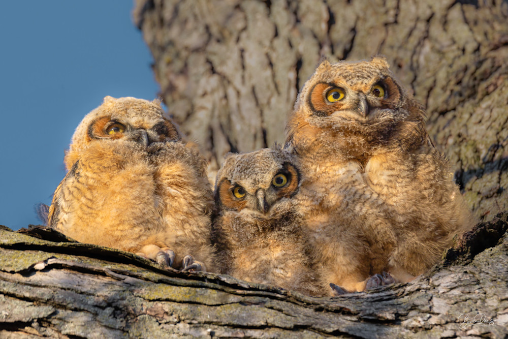 Great Horned Owlets Ready to Fly