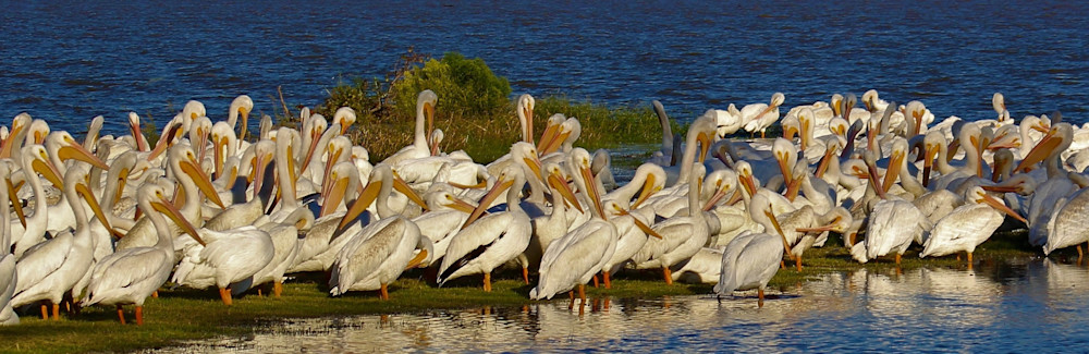 Flock Of Pelicans  Photography Art | Stacy Adams Photography