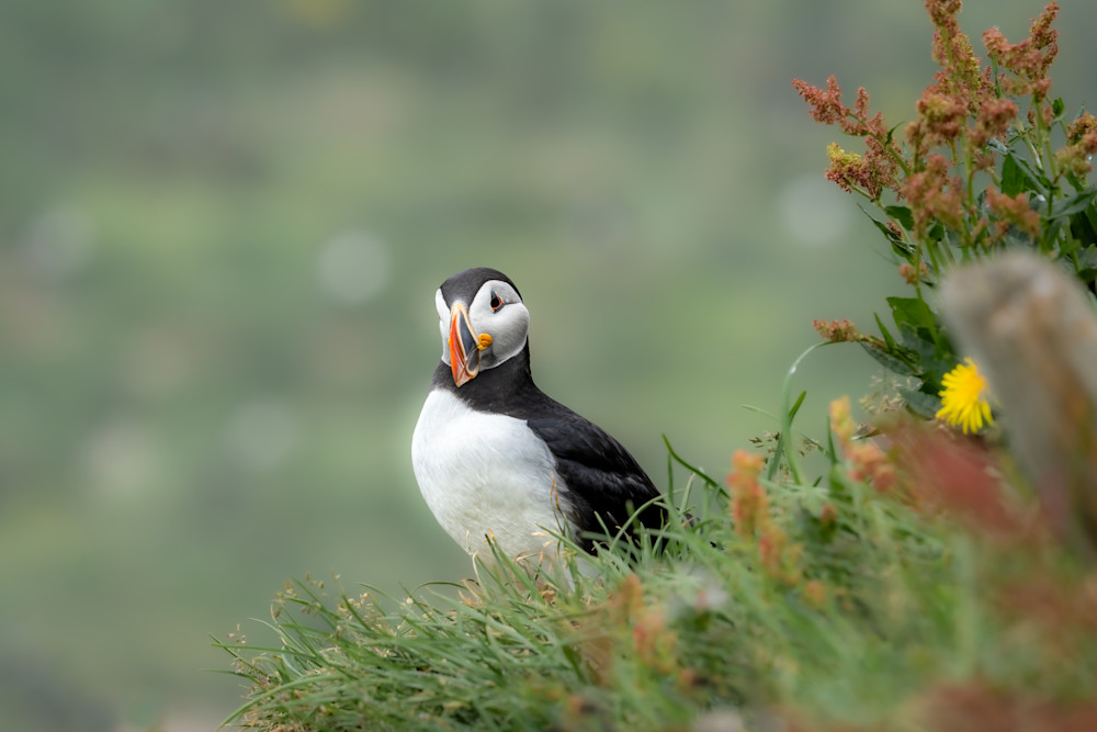 Puffin On A Cliff Photography Art | Amber Favorite Photography