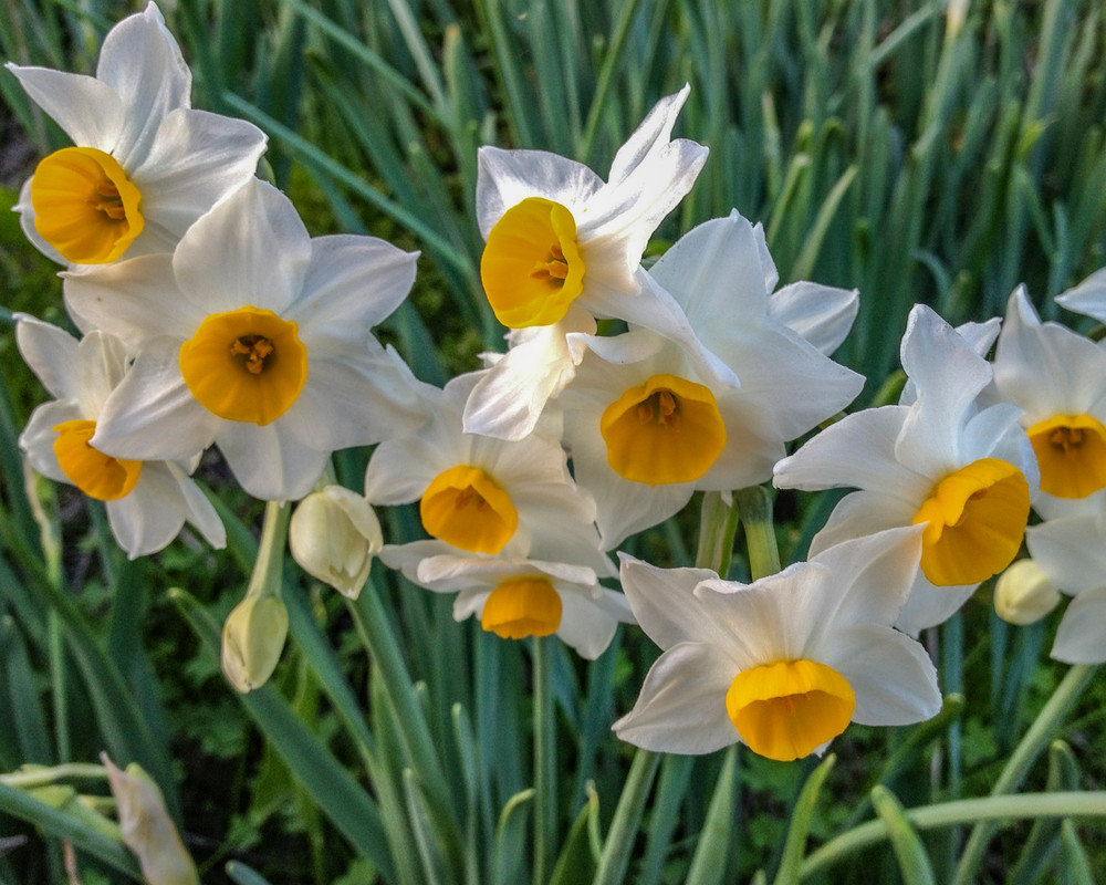 Pretty Daffodils Flowers Photography Art | Nicki Geigert, Photographer