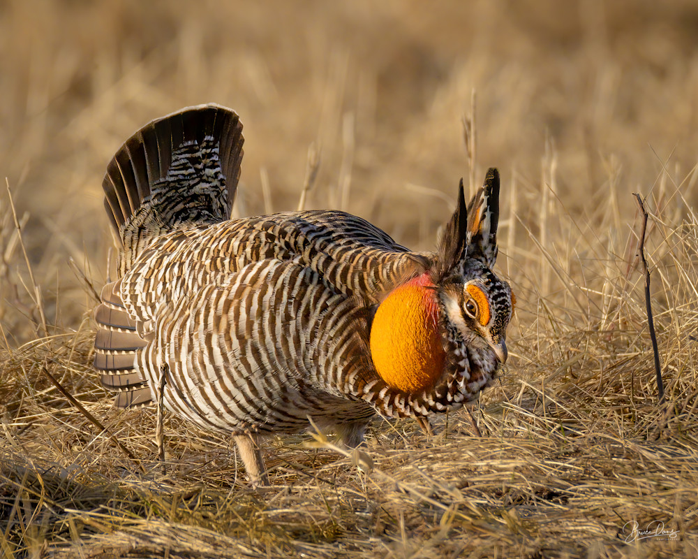  Male Greater Prairie Chicken Art | brucedanz