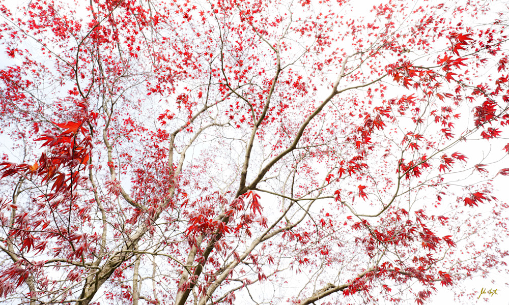 Japanese Maple Sky Photography Art | John Kennington Photography