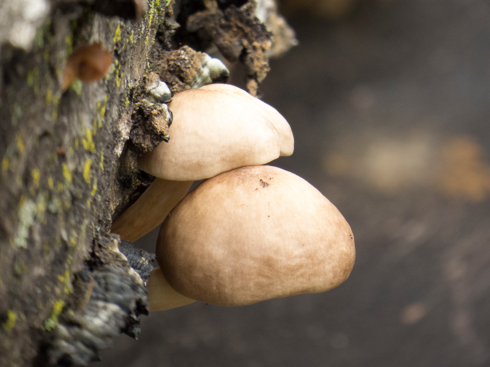 Wild Mushrooms from the woods in Kentucky- Kitchen Art