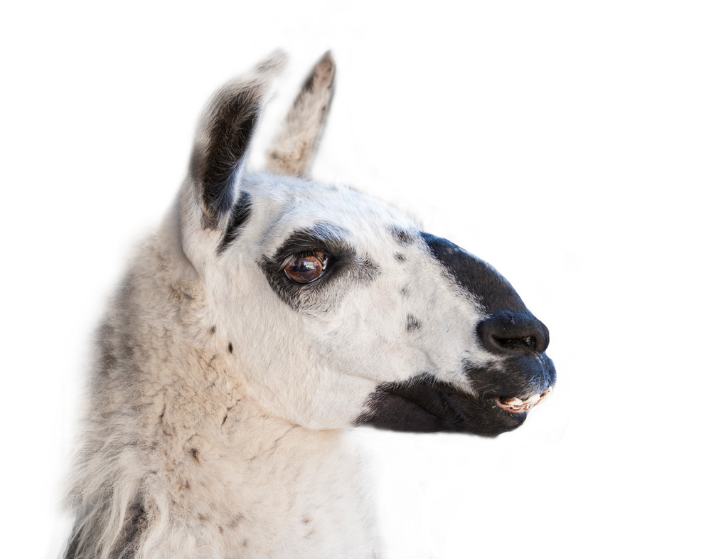 Handsome Llama Photo- Great Gifts for Llama Lovers