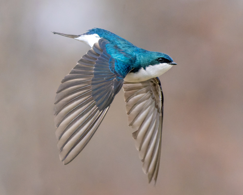 Tree Swallow In Flight With Wings Down Photography Art | Mike Soegtrop Photography