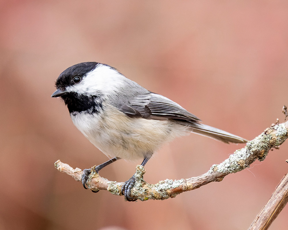 Chickadee On Branch Photography Art | Mike Soegtrop Photography