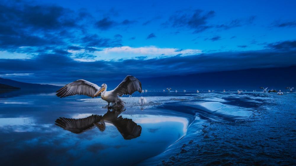 Pelican In Blue Hour Photography Art | Vasilis Moustakas Photography