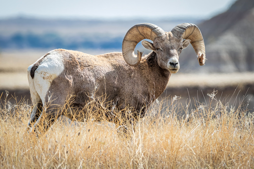 Tco Bighorn Sheep Ram Art | Open Range Images