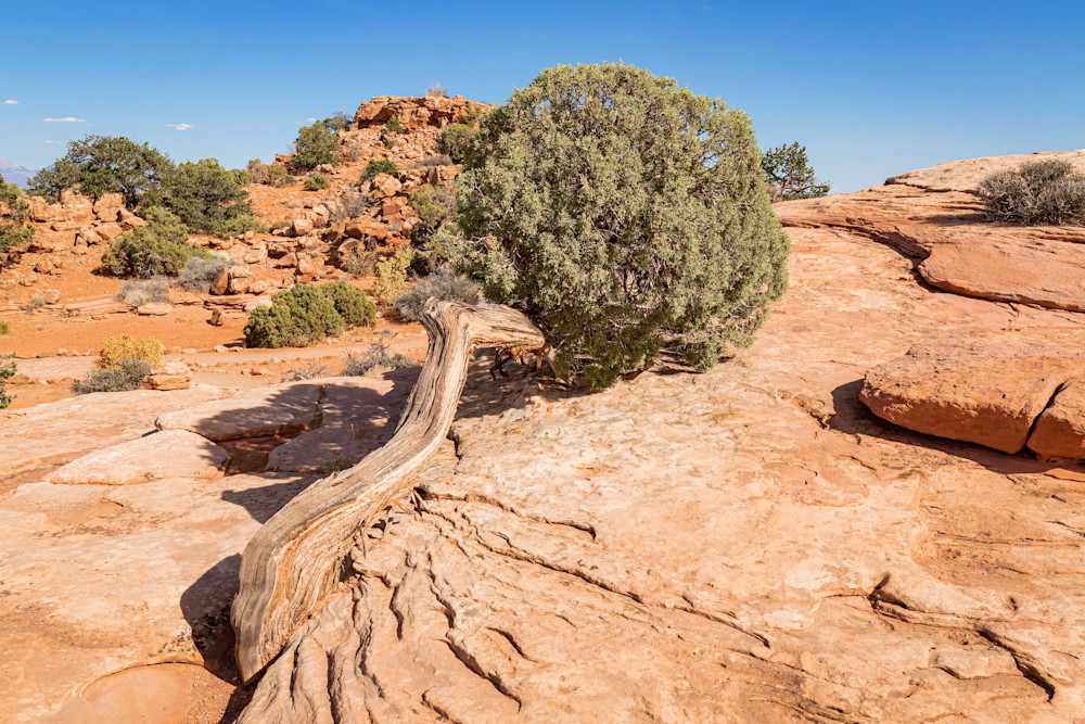 Tco Utah Juniper Tree (1), Canyonlands N.P., Utah Art | Open Range Images
