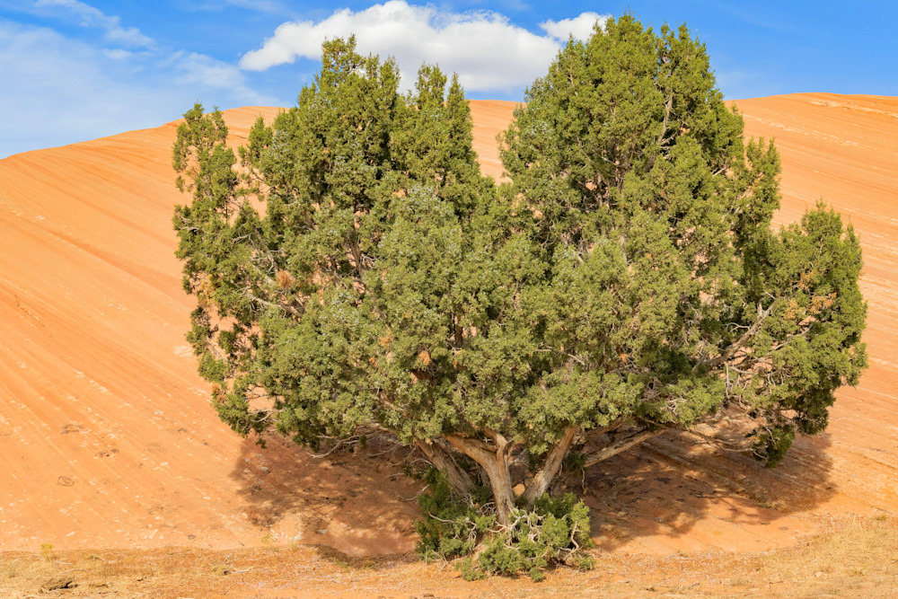 Tco Bristlecone Pine In Sandstone, Arches N.P. Utah  Art | Open Range Images