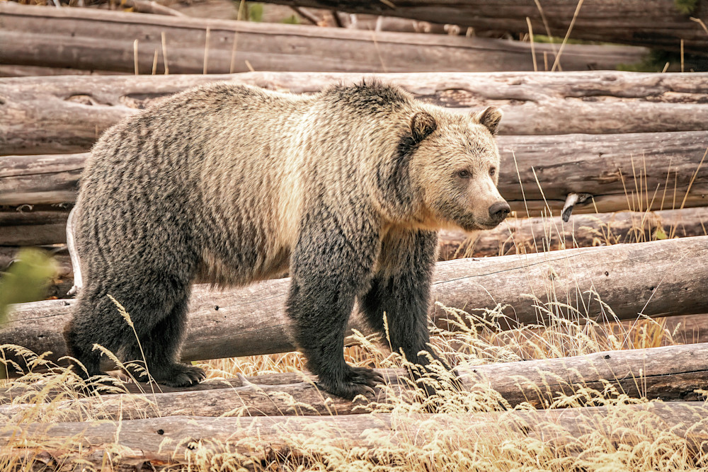Tco Grizzly Bear Sow, Yellowstone N.P. Art | Open Range Images