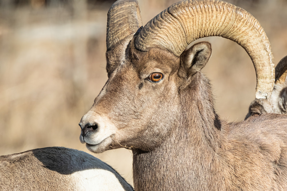 Tco Young Bighorn Sheep Ram, Wyoming Art | Open Range Images