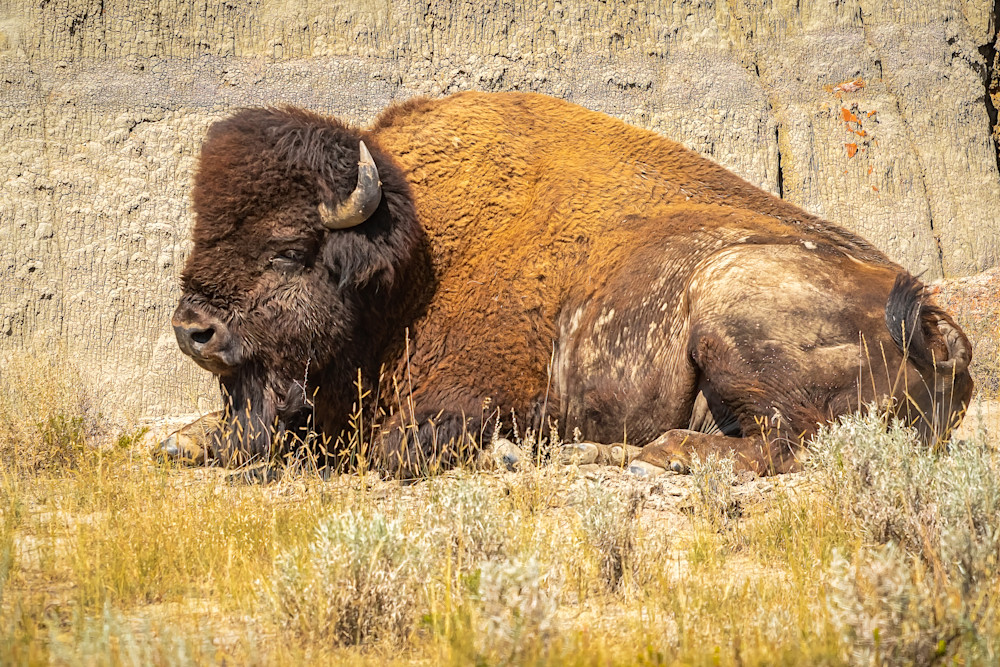 Tco   Sitting Bull Bison Art | Open Range Images