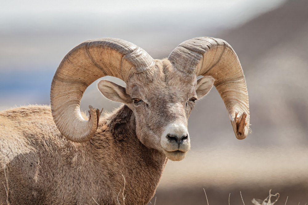 Tco Ram Head, Bighorn Sheep, Badlands N.P., South Dakota   Art | Open Range Images