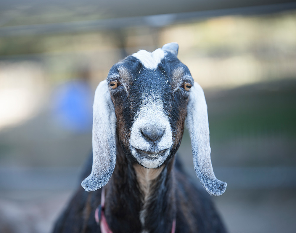Cute Goat Faces for Great Gift Ideas