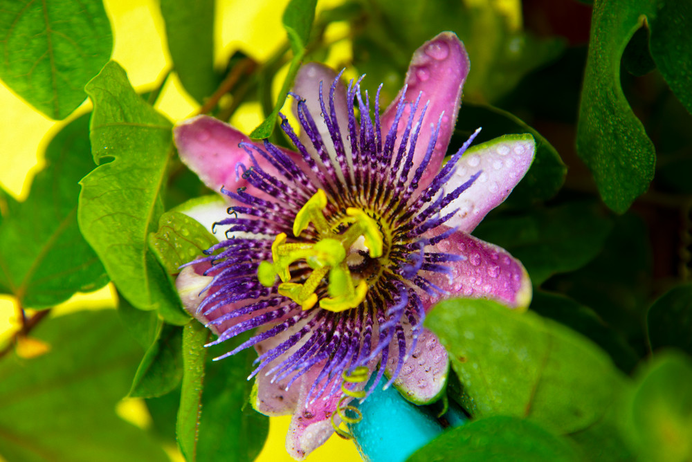 Blue Passionflower Photography Art | Photography By Gay