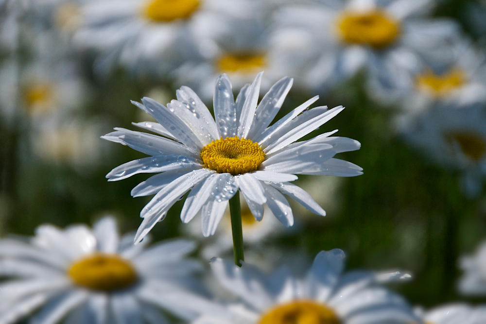 Boothbay Daisy Art | Siegel Photography, LLC