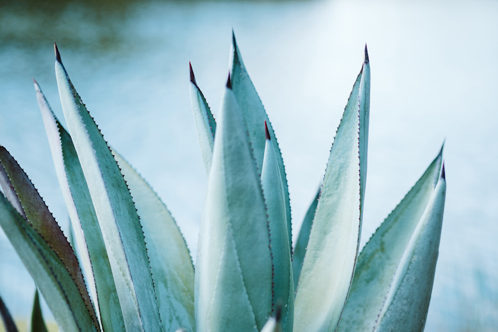 Agave Horizontal Photography Art | OMS Photo Art Store