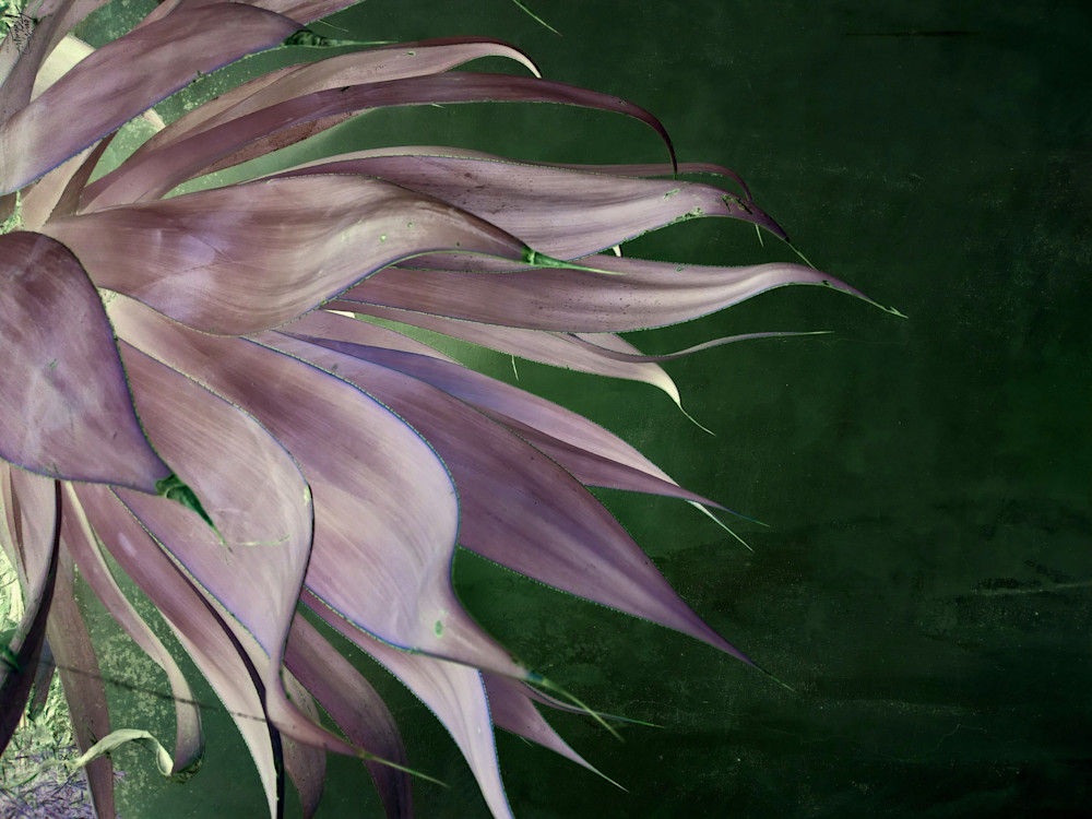 Agave Green Side Photography Art | Louise Vidaurri Photo Art