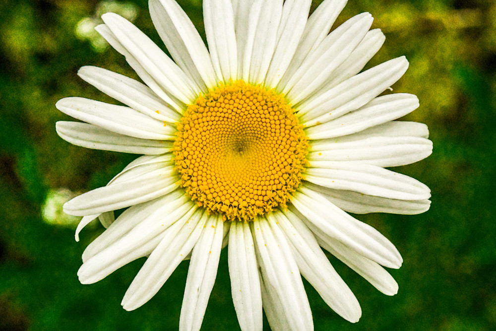 Sunny Flower Photography Art | John's Photos