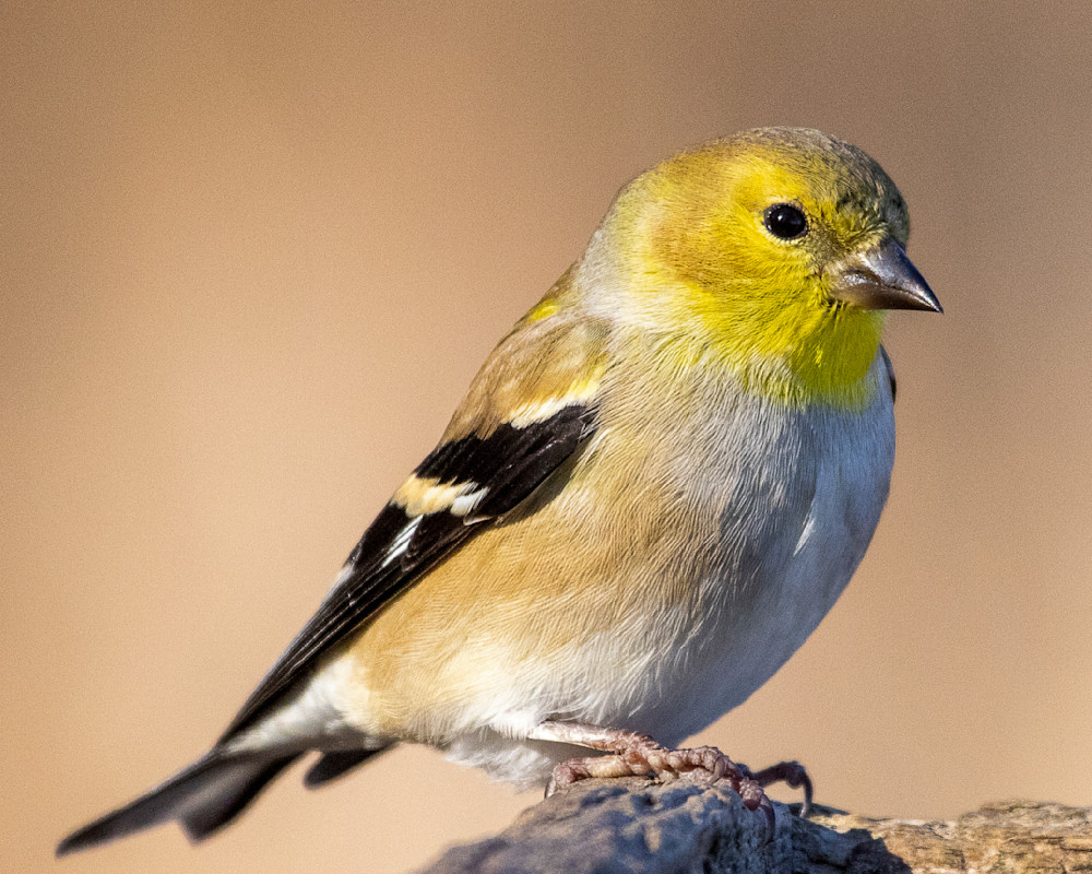 American Goldfinch, Fully Framed Photography Art | Mike Soegtrop Photography