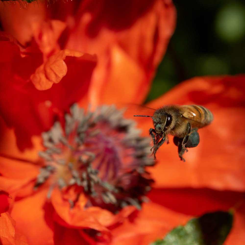 Let Me Bee Photography Art | R. Chris Clark