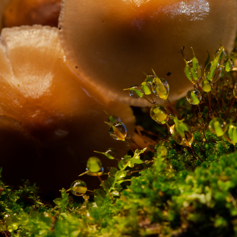 Mushrooms 2 Photography Art | R. Chris Clark