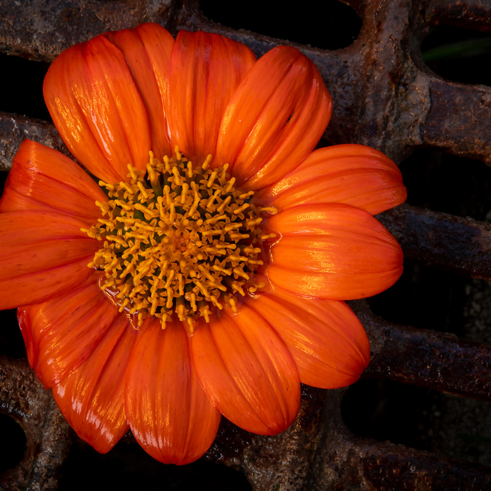 Orange You Grateful Photography Art | R. Chris Clark