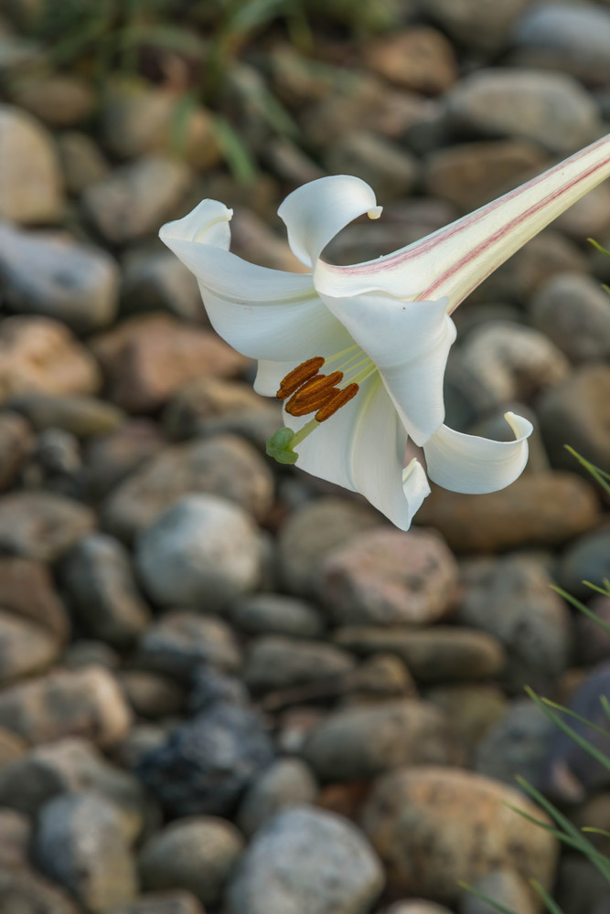 Lily On The Rocks Photography Art | BILL PARIS PHOTOGRAPHY