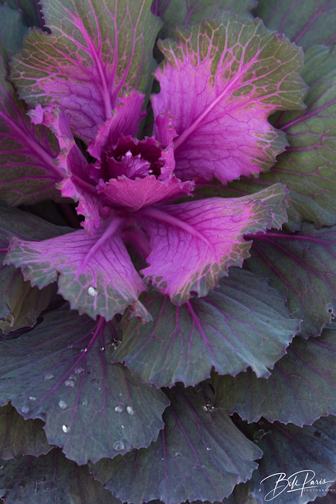 Purple Cabbage Photography Art | BILL PARIS PHOTOGRAPHY