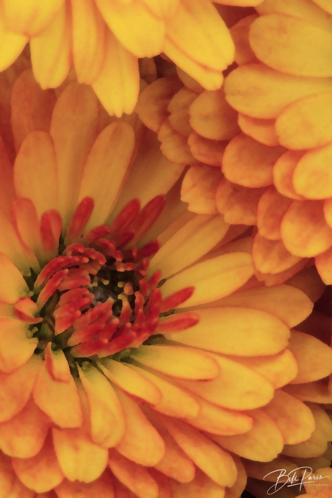 Chrysanthemum  Photography Art | BILL PARIS PHOTOGRAPHY