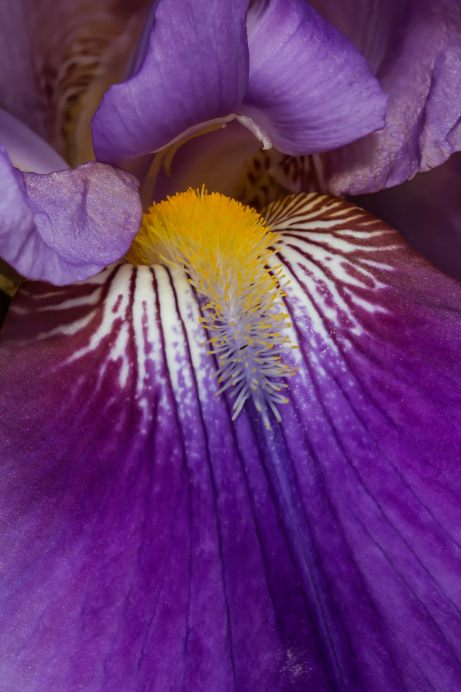Inside an Iris