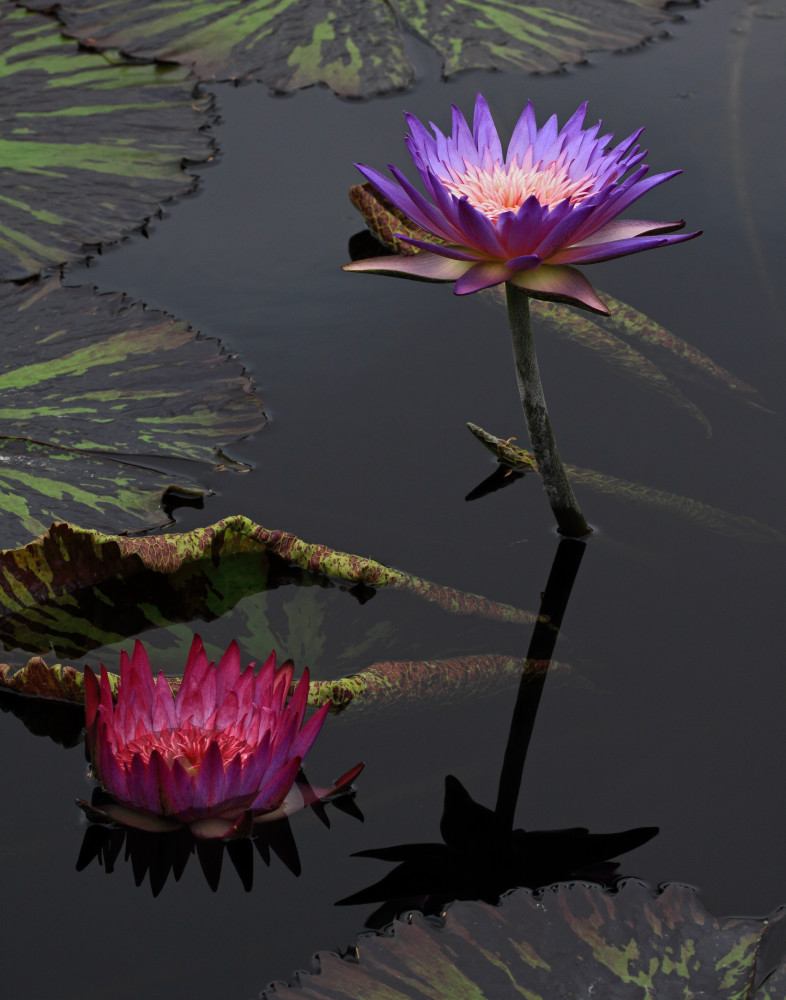 Water Lilies At Longwood Gardens Photography Art | BILL PARIS PHOTOGRAPHY