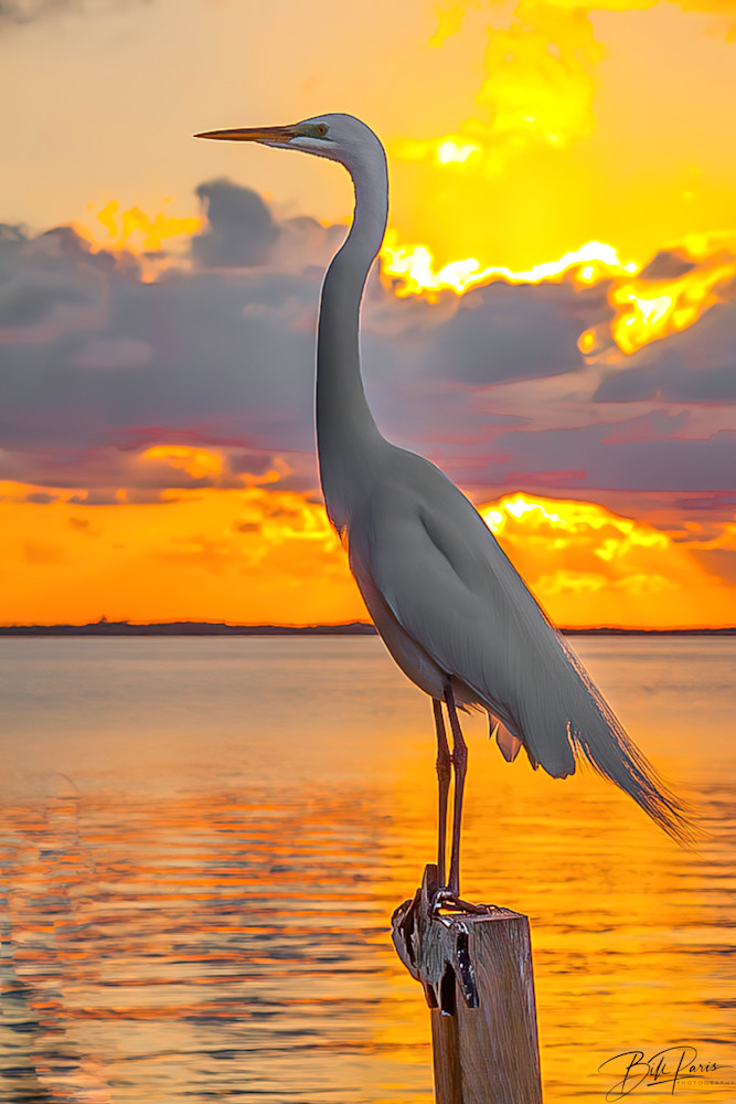 Heron At Sunset.  Is He Posing Or What? Photography Art | BILL PARIS PHOTOGRAPHY