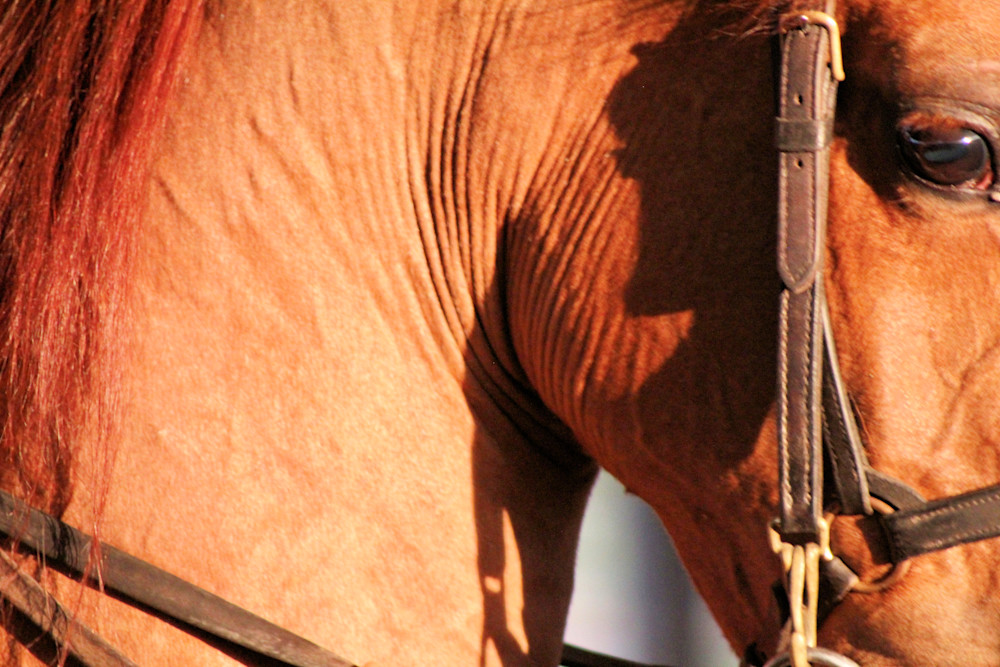 Horses In Competition Arabian Event Art2 Photography Art | PixByNic Photography LLC